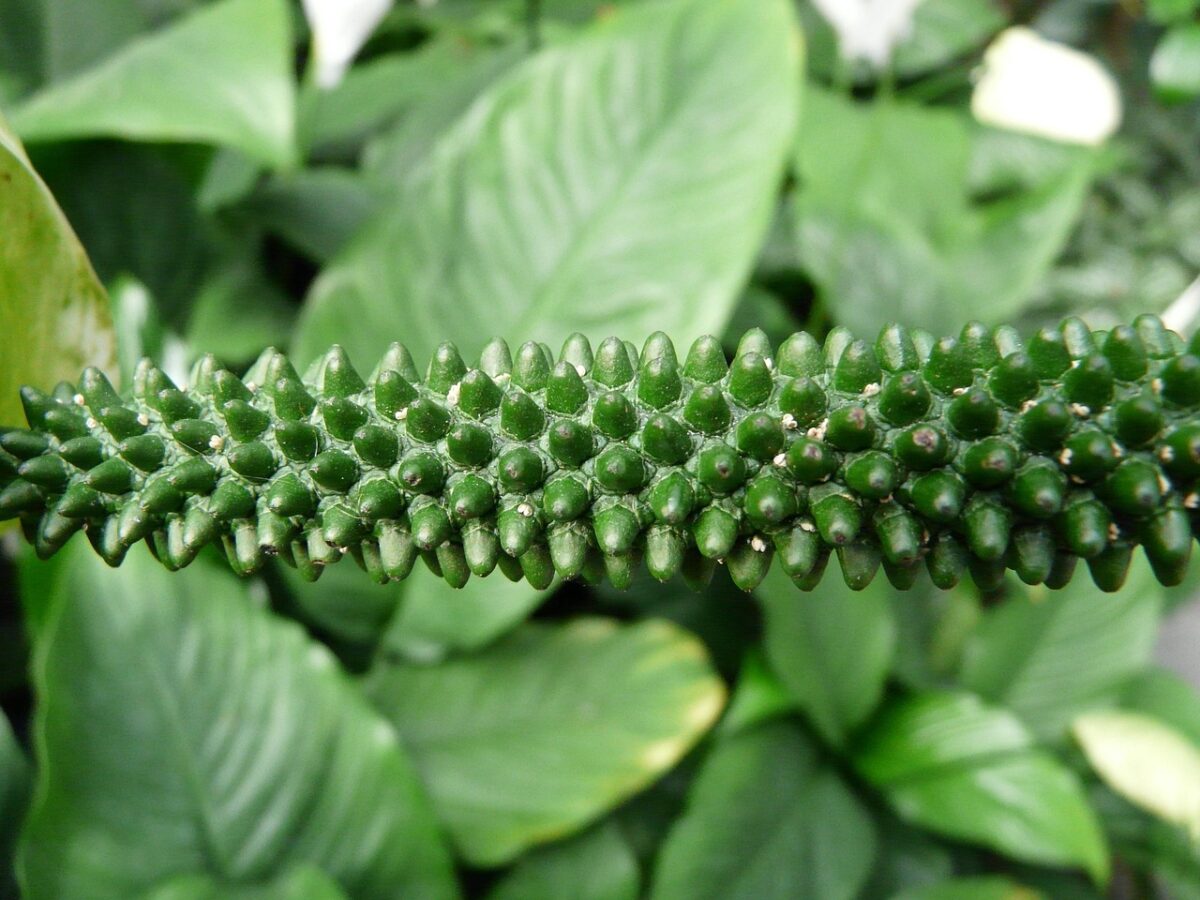 ARUM,, ITALICUM