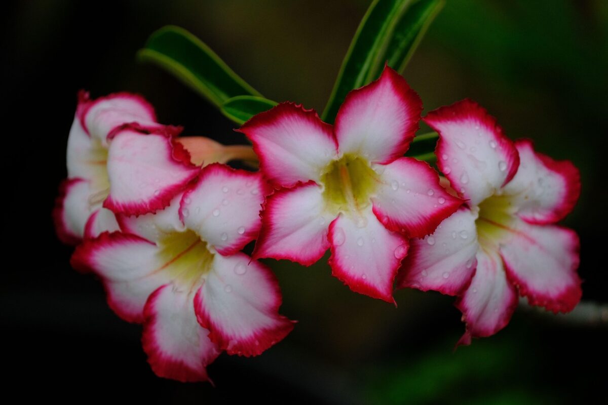 Adenium Adenium