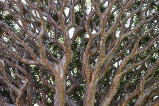 Albero del drago – Dracena draco