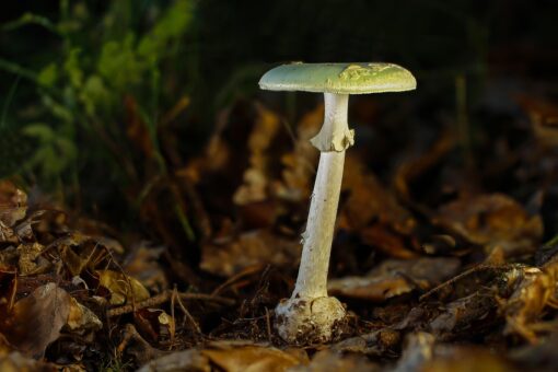 Attenzione a questi funghi: per i cani una semplice annusata può essere molto pericolosa