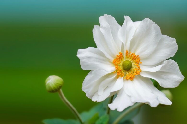 Anemone, Giapponese