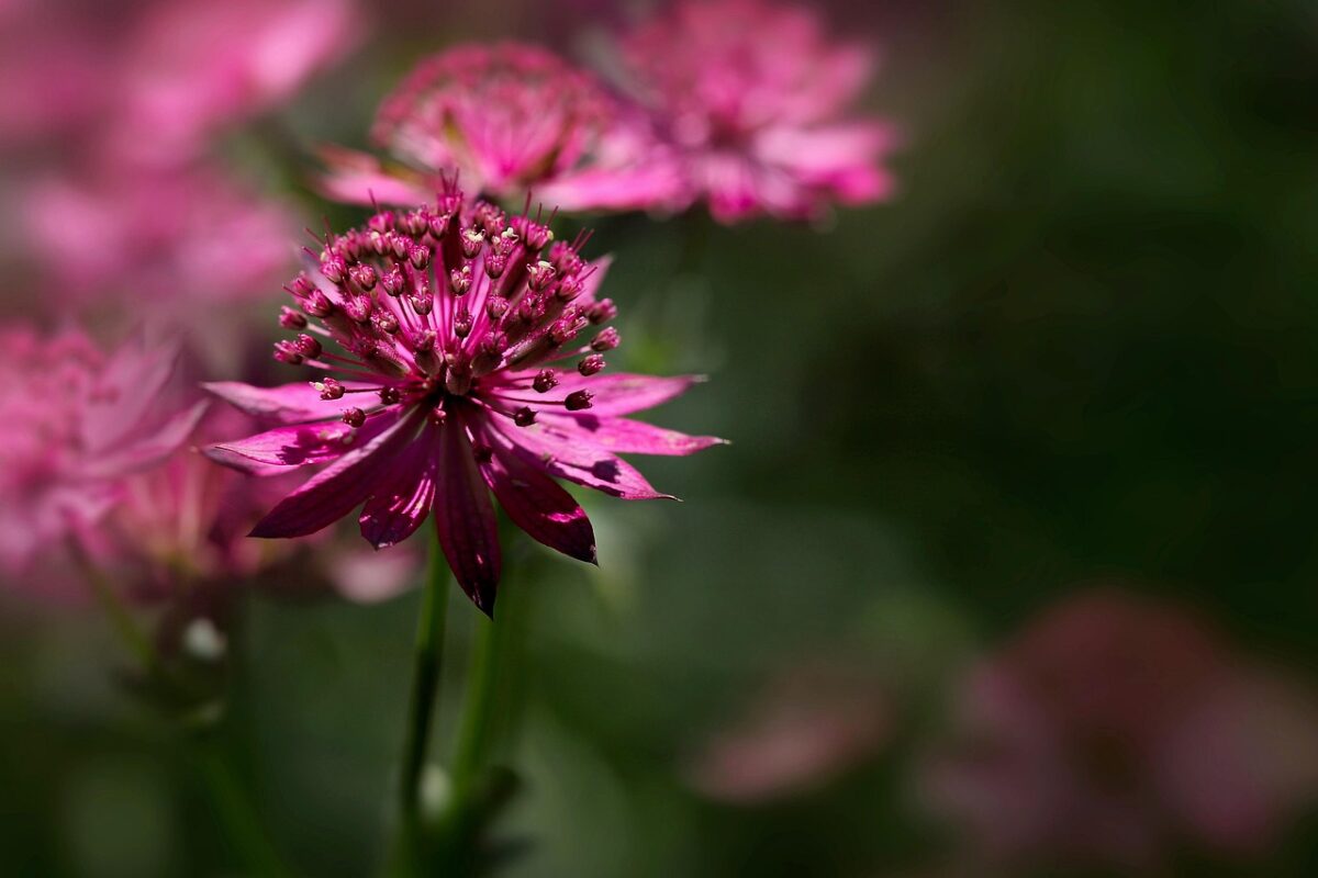Astrantia