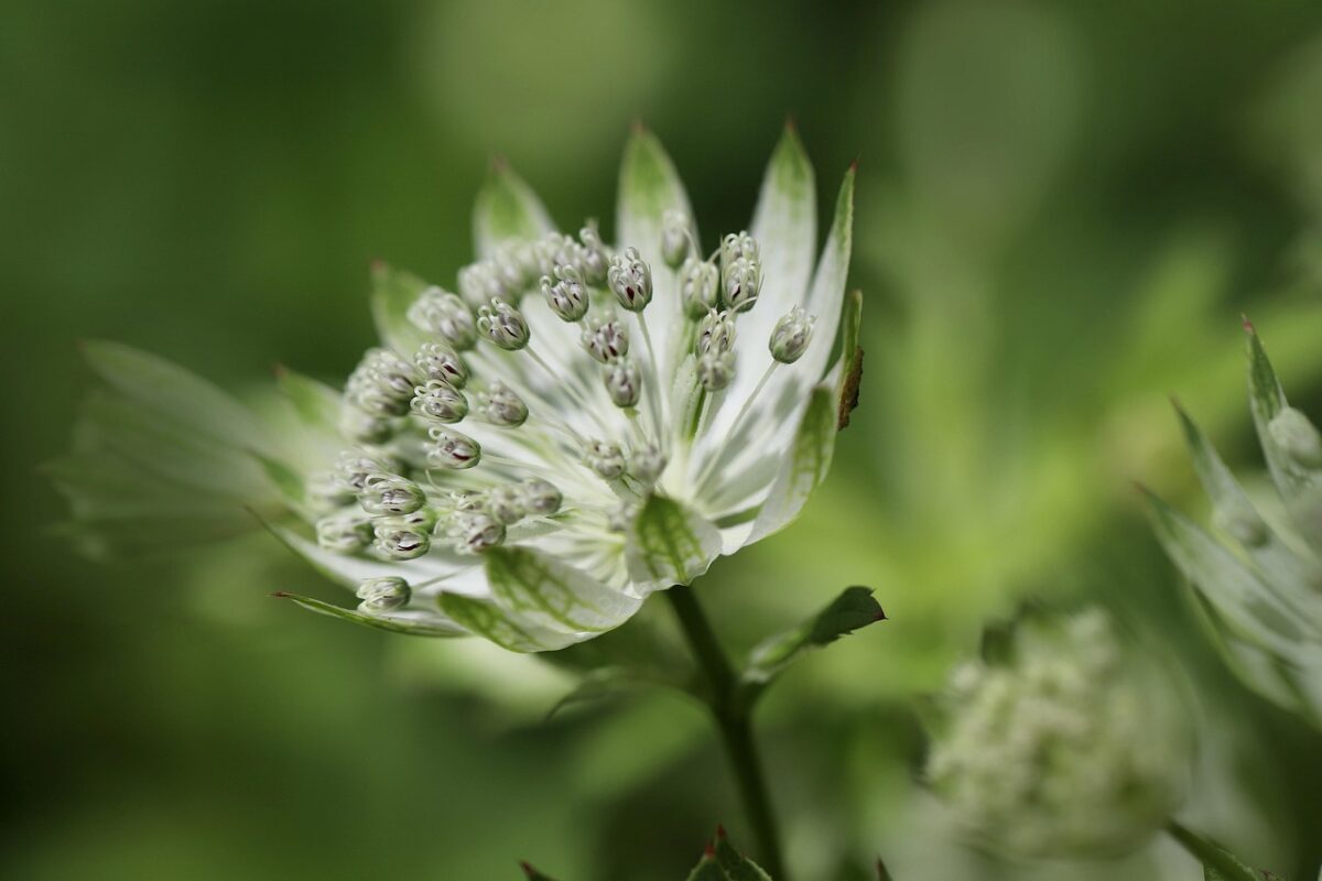 Astrantia