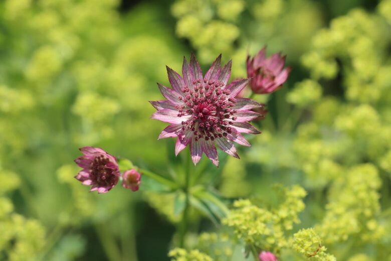 Astrantia