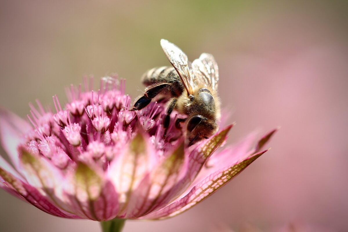 Astrantia