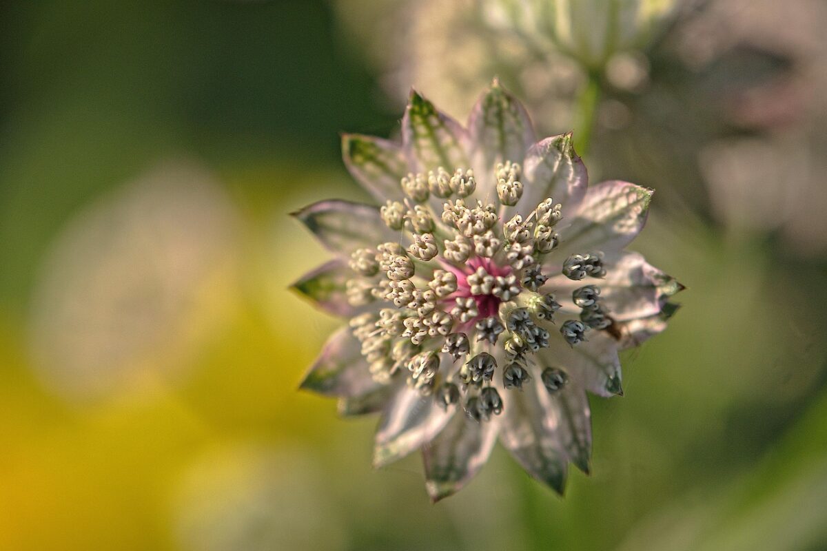 Astrantia