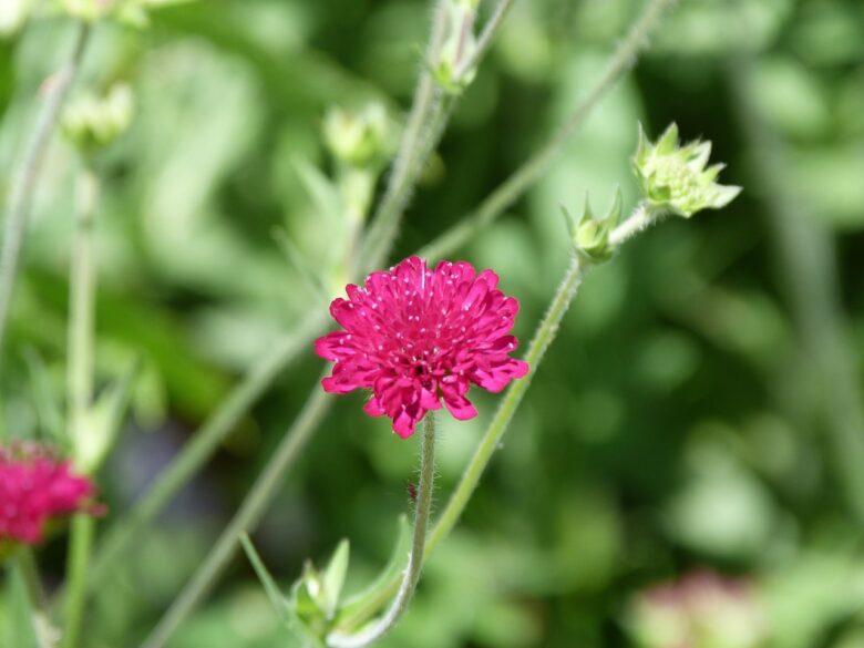 Astrantia