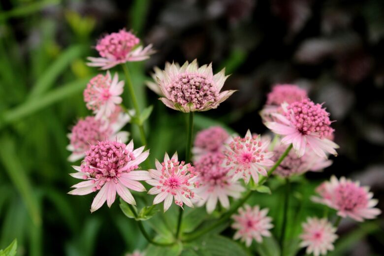 Astrantia