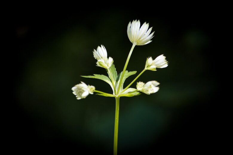 Astrantia