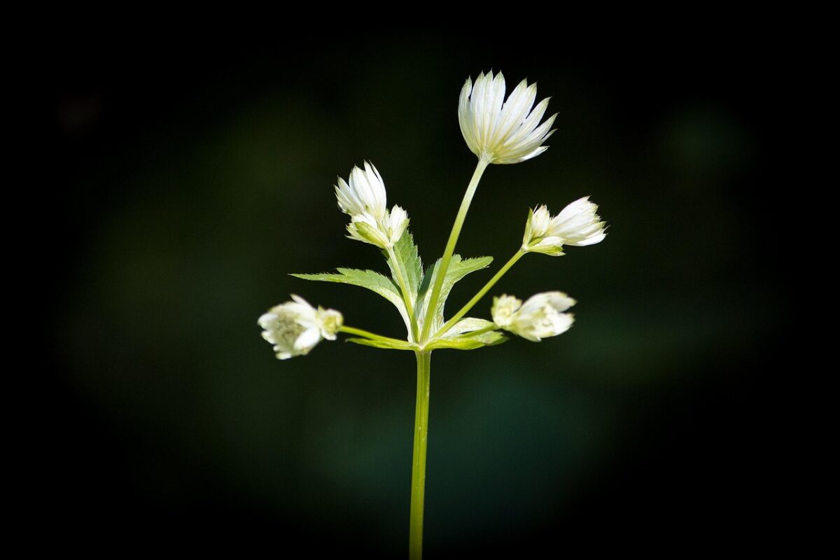 Astrantia