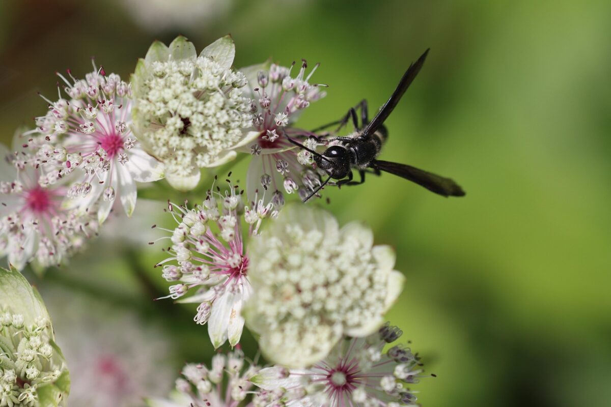 Astrantia