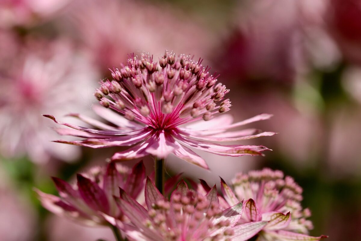 Astranzia – Astrantia