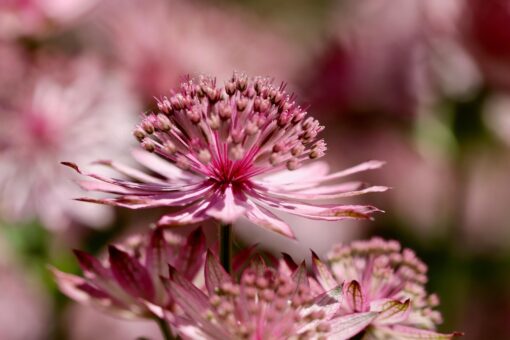 Astranzia – Astrantia