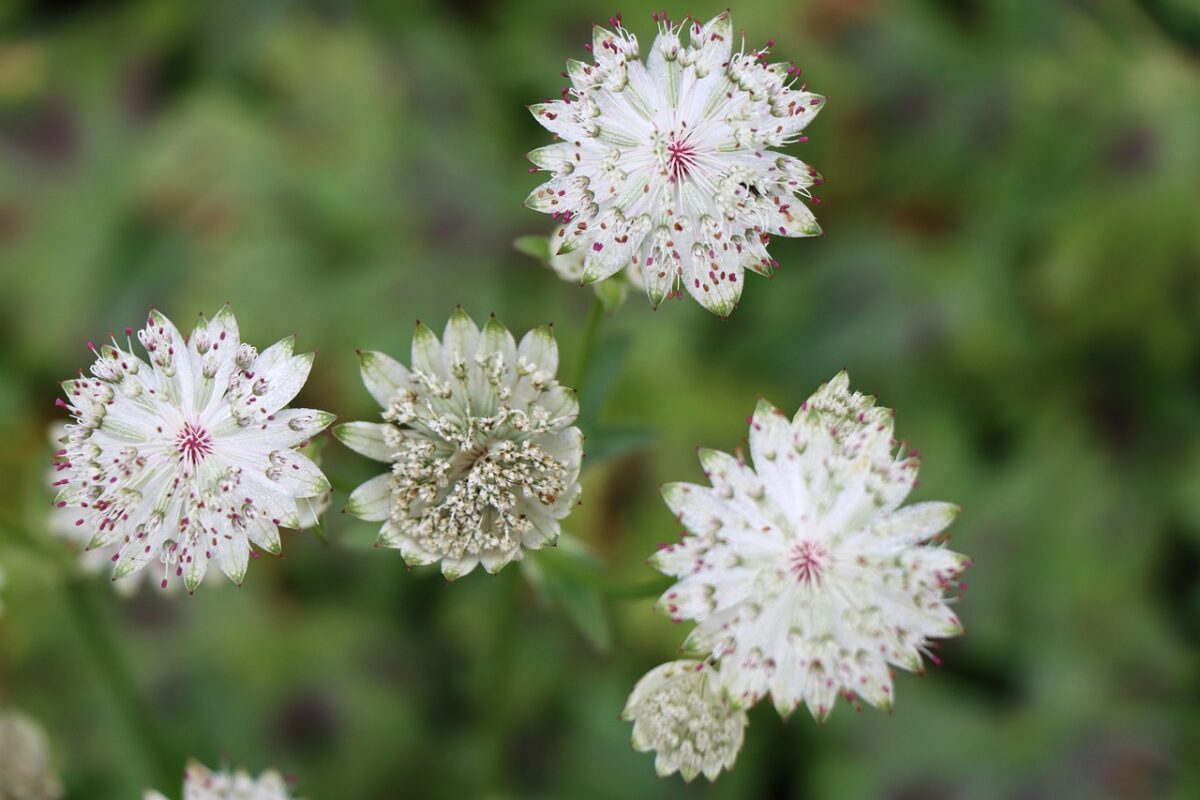 Astrantia