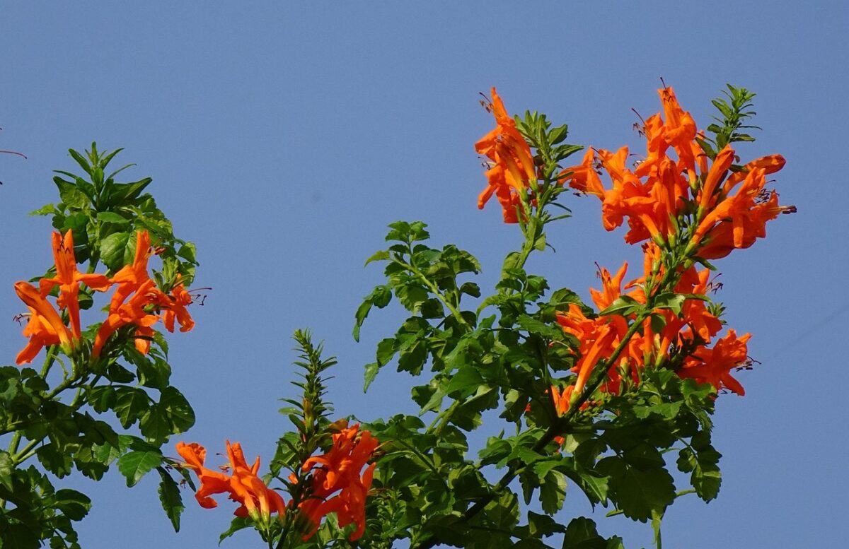 Bignonia