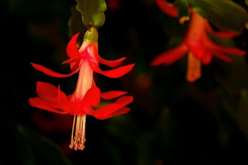 Cactus di Natale – Zigocactus truncatus