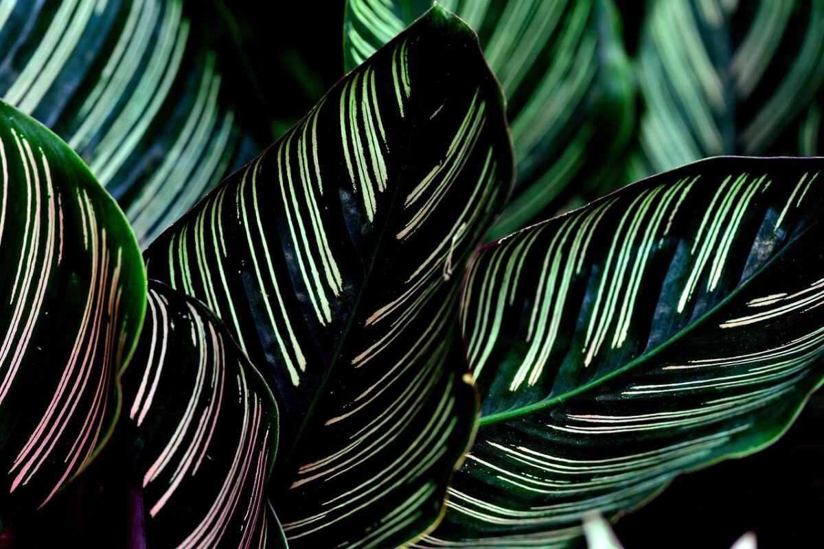 Calathea