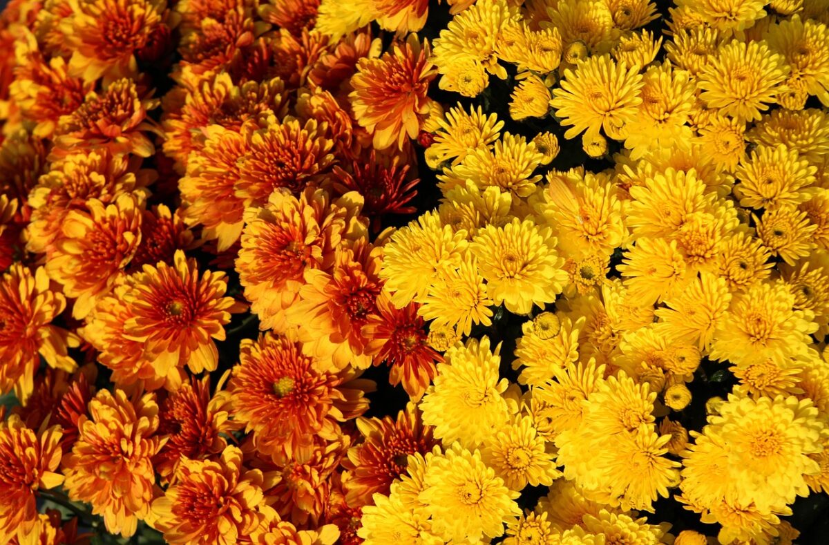 Chrysanthemum, Pacificum Chrysanthemum, Pacificum