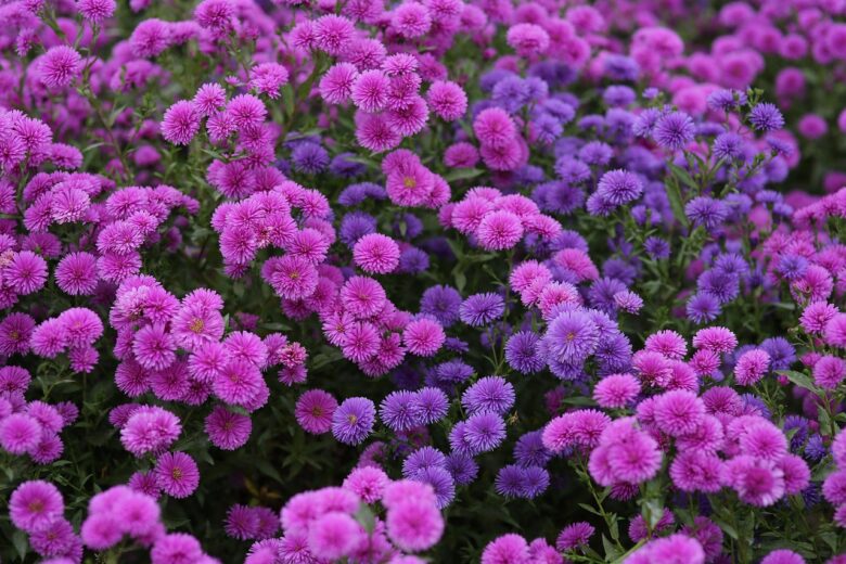 Chrysanthemum, Pacificum