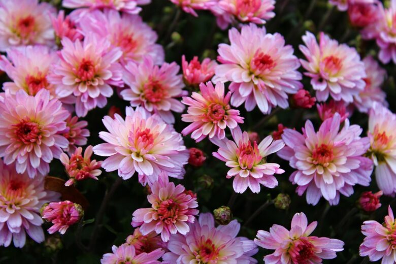 Chrysanthemum, Pacificum