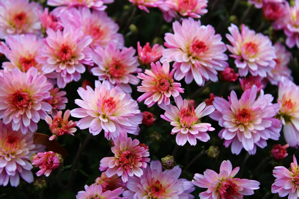 Chrysanthemum, Pacificum Chrysanthemum, Pacificum