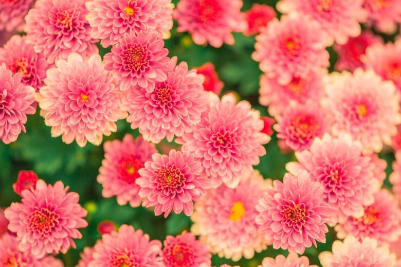 Chrysanthemum, Pacificum