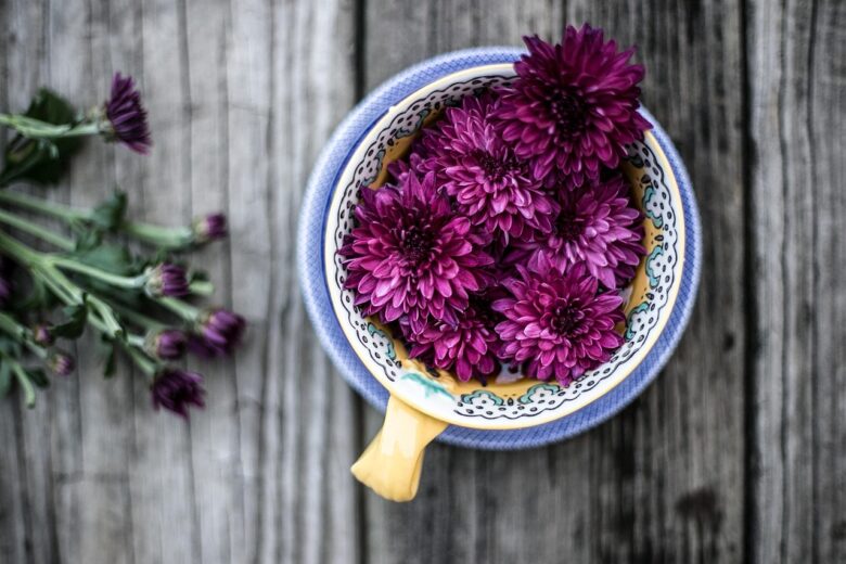 Chrysanthemum, Pacificum