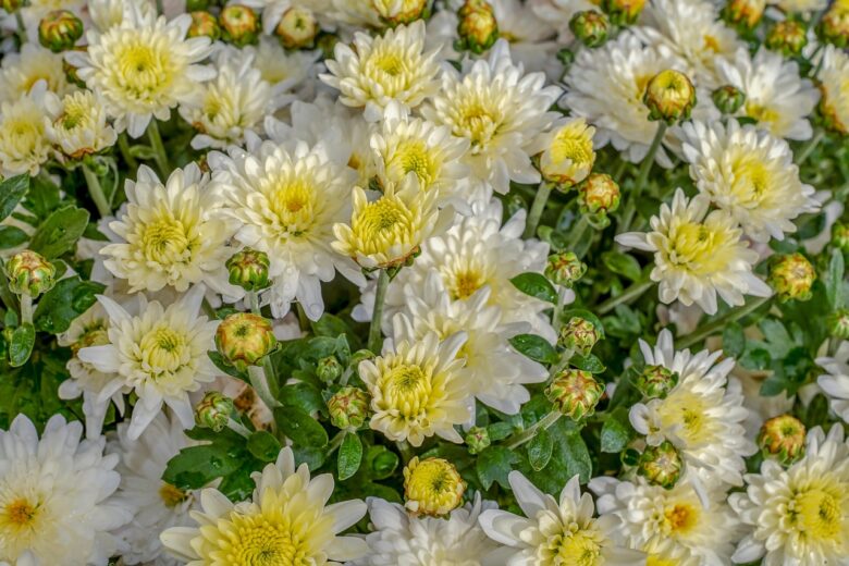 Chrysanthemum, Pacificum