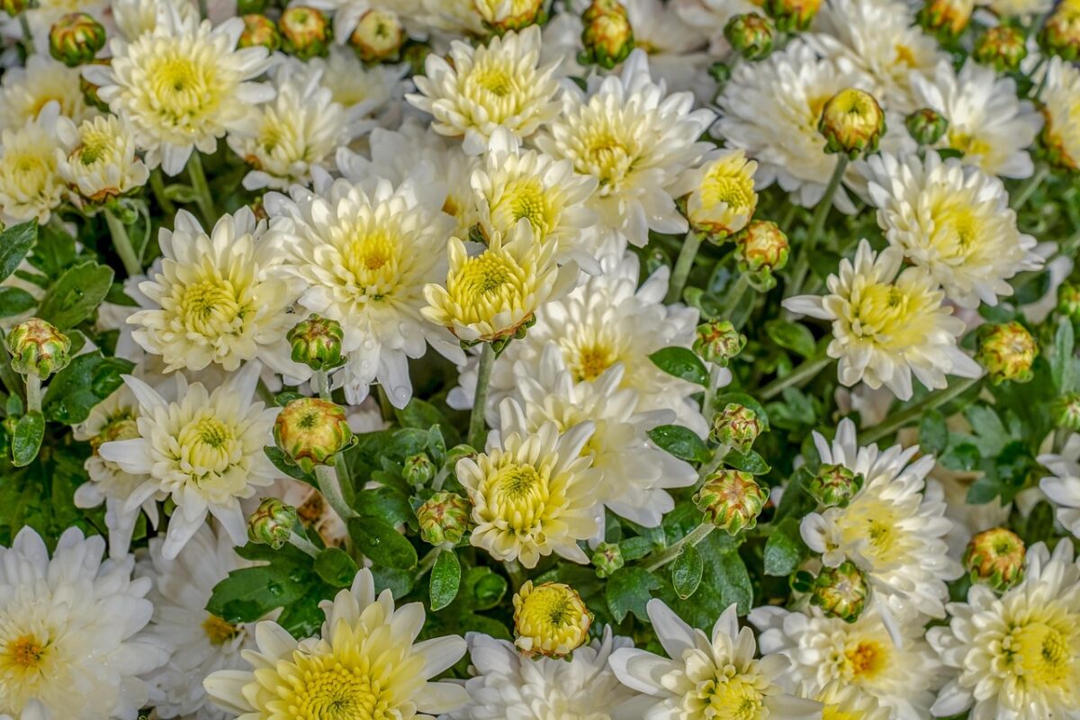Chrysanthemum, Pacificum Chrysanthemum, Pacificum