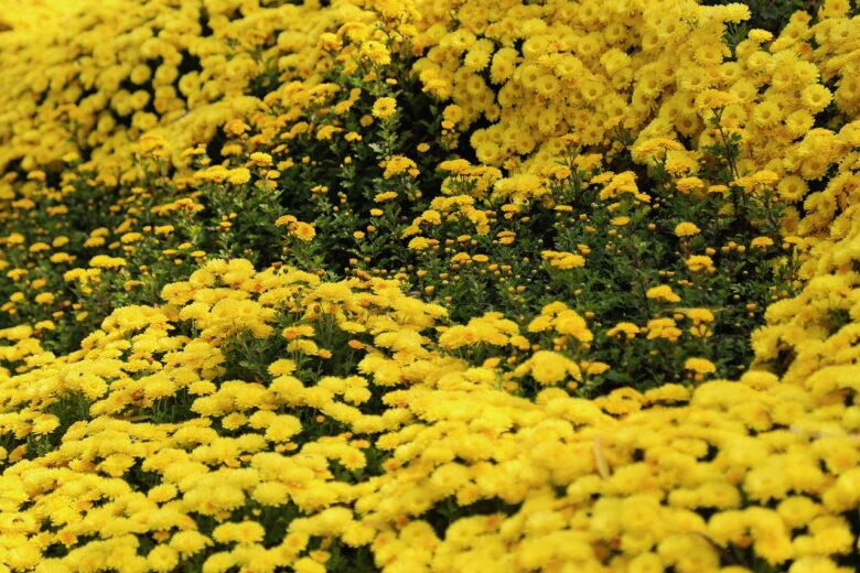 Chrysanthemum, Pacificum