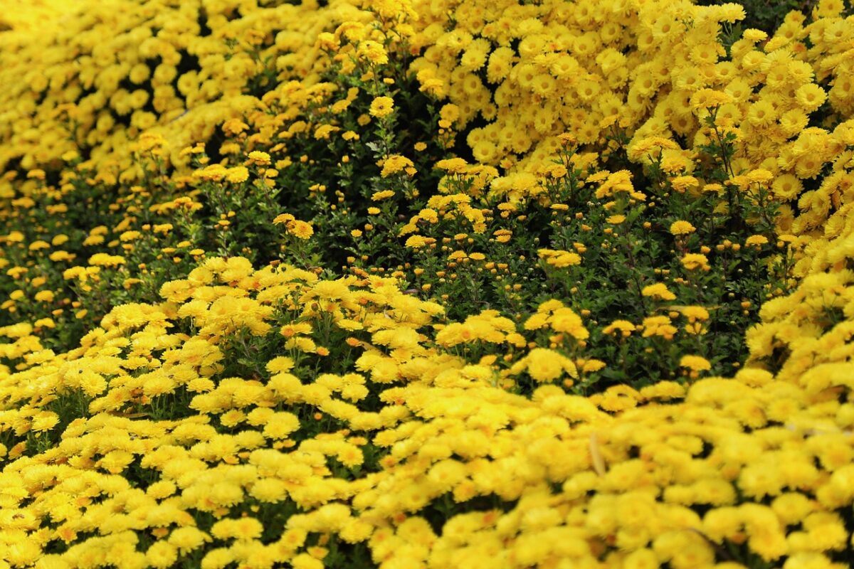 Chrysanthemum, Pacificum Chrysanthemum, Pacificum
