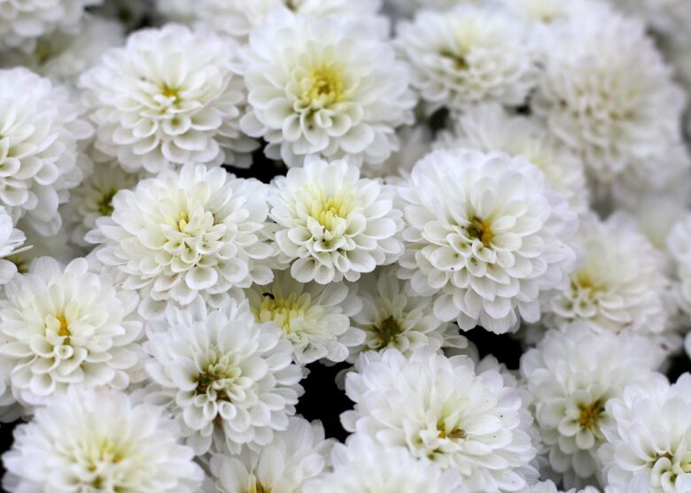 Chrysanthemum, Pacificum