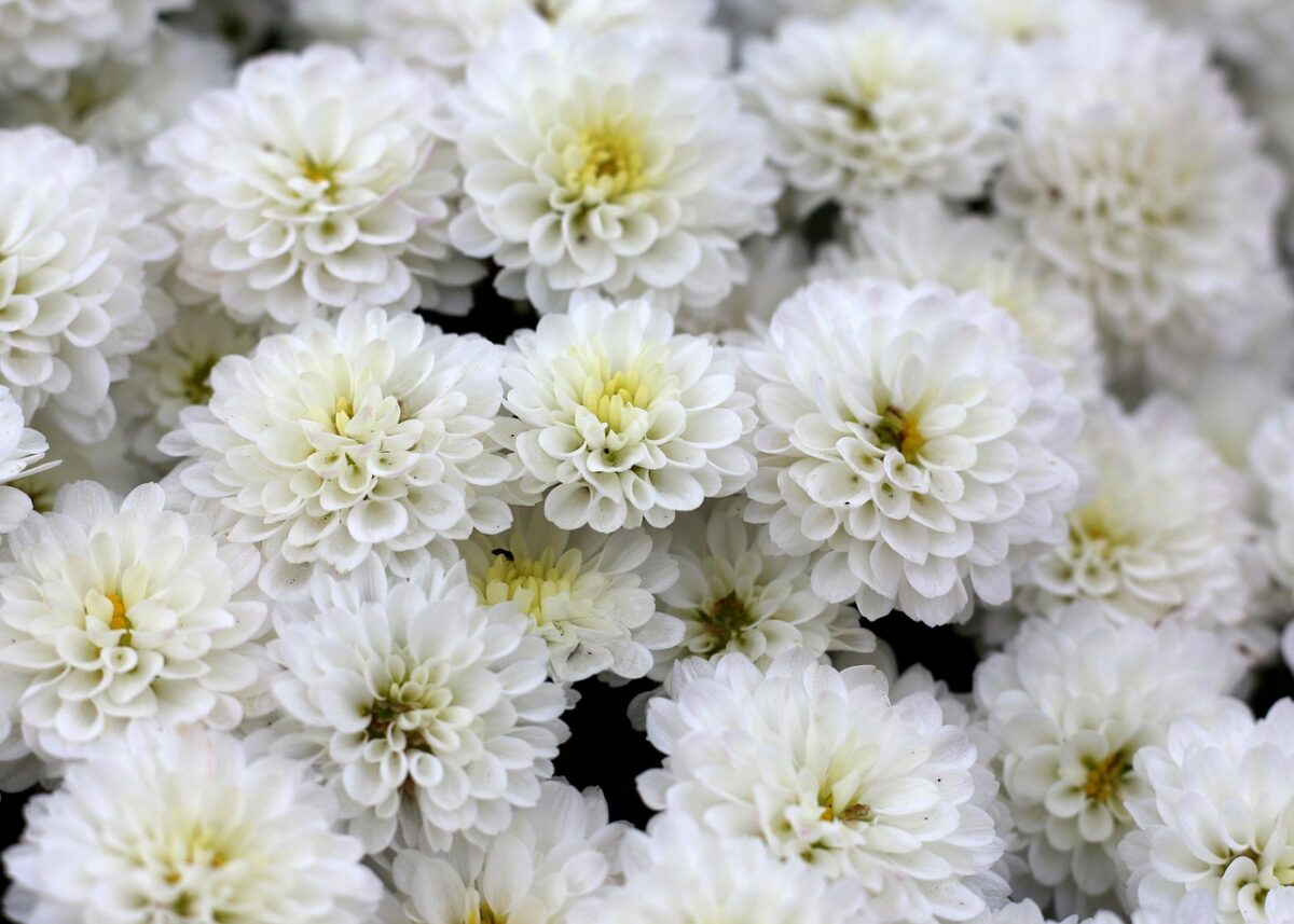 Chrysanthemum, Pacificum Chrysanthemum, Pacificum