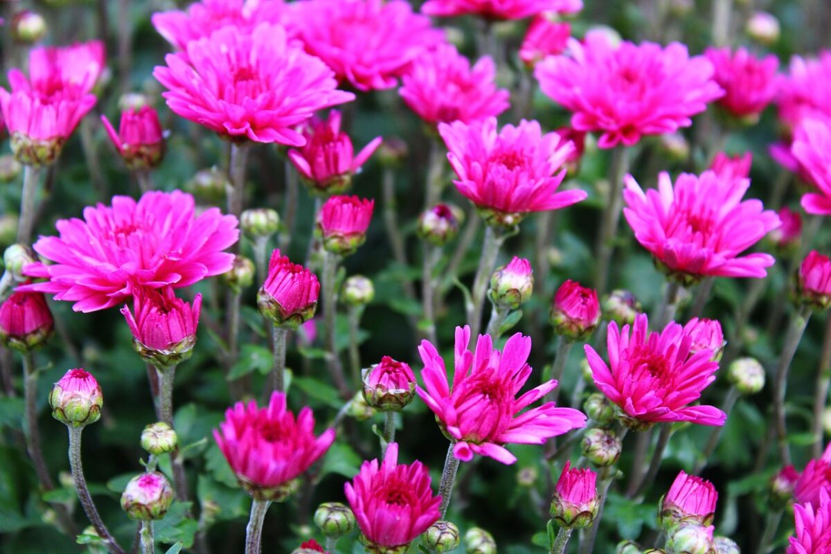Chrysanthemum, Pacificum Chrysanthemum, Pacificum