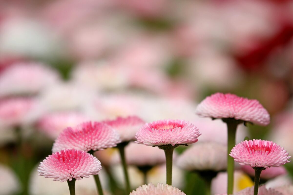 Chrysanthemum, Pacificum Chrysanthemum, Pacificum