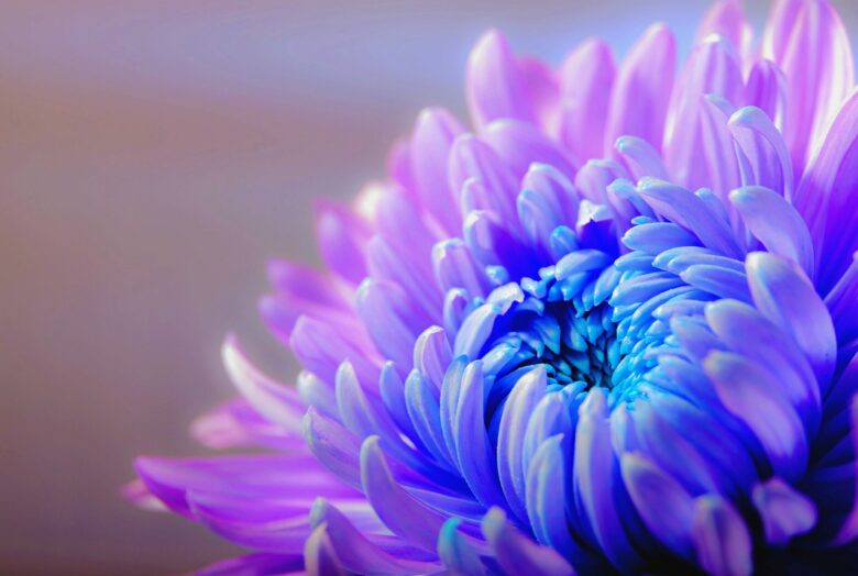 Chrysanthemum, Pacificum