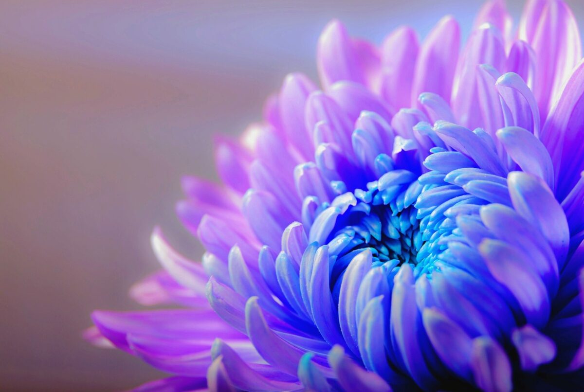 Chrysanthemum, Pacificum Chrysanthemum, Pacificum