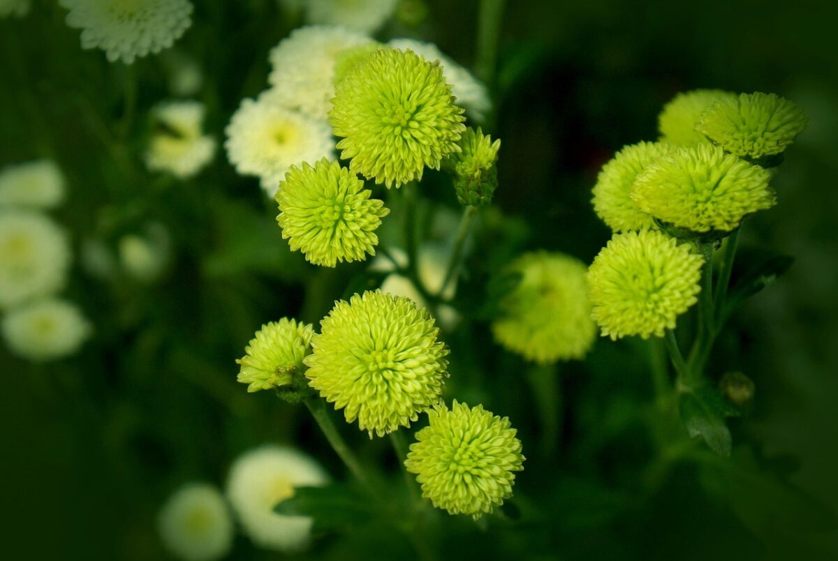 Chrysanthemum, Pacificum Chrysanthemum, Pacificum