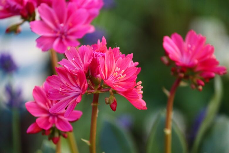 Cotyledon