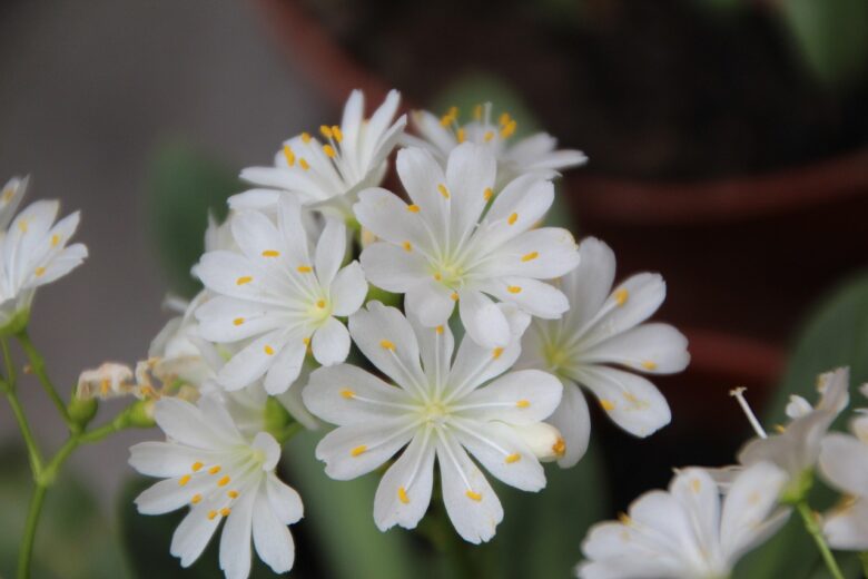 Cotyledon