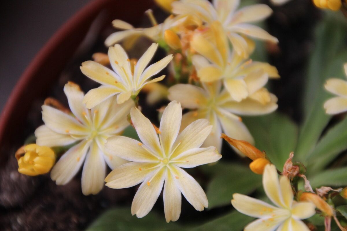 Cotyledon Cotyledon