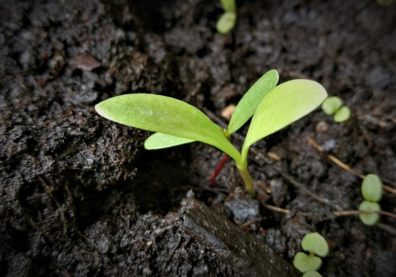 Cotyledon