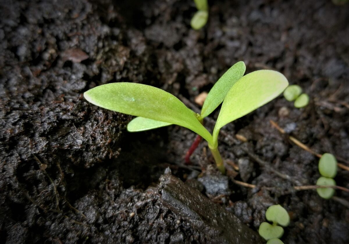 Cotyledon Cotyledon