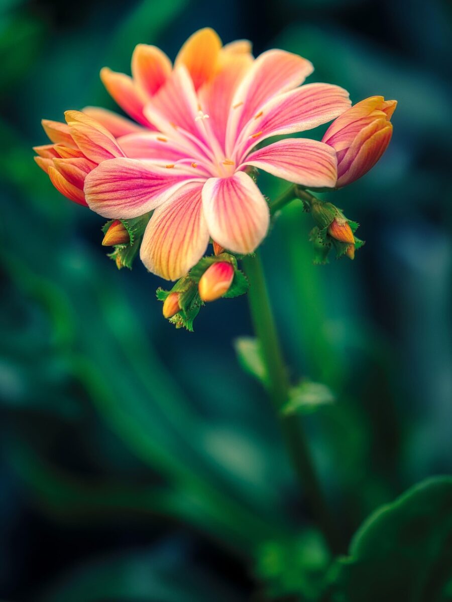 Cotyledon Cotyledon