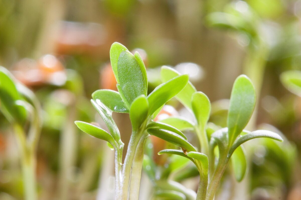 Cotyledon Cotyledon