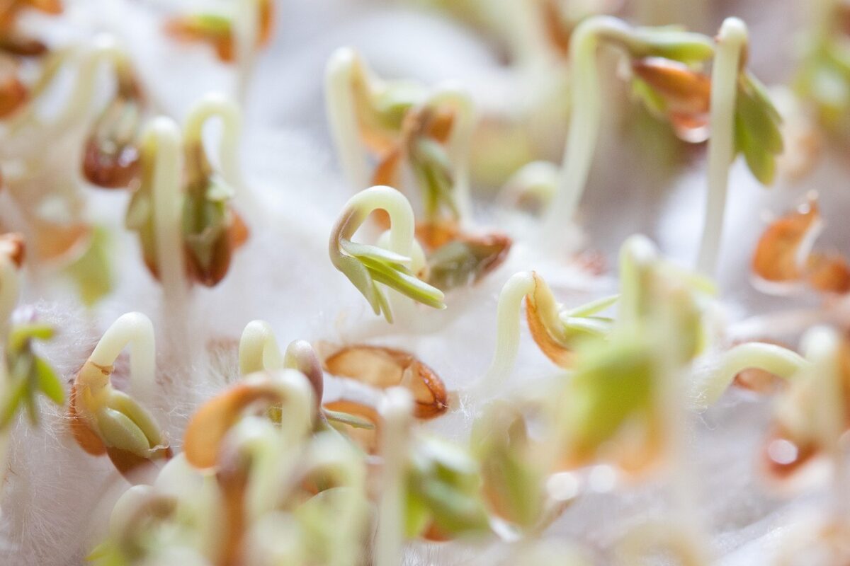 Cotyledon Cotyledon