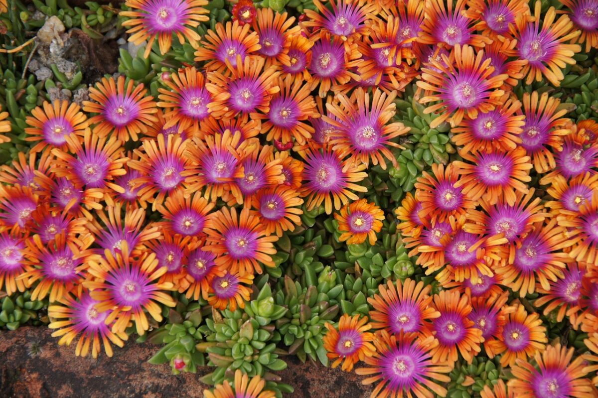 Delosperma Delosperma