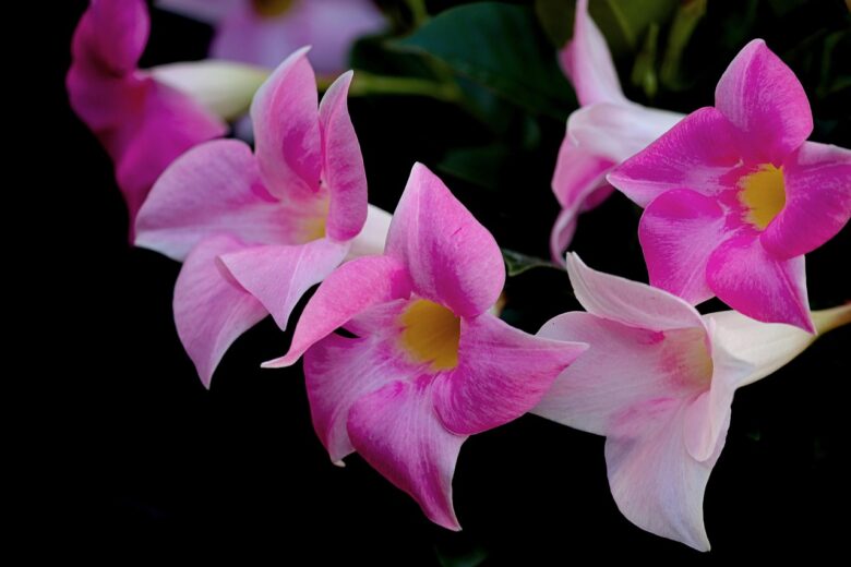 Dipladenia
