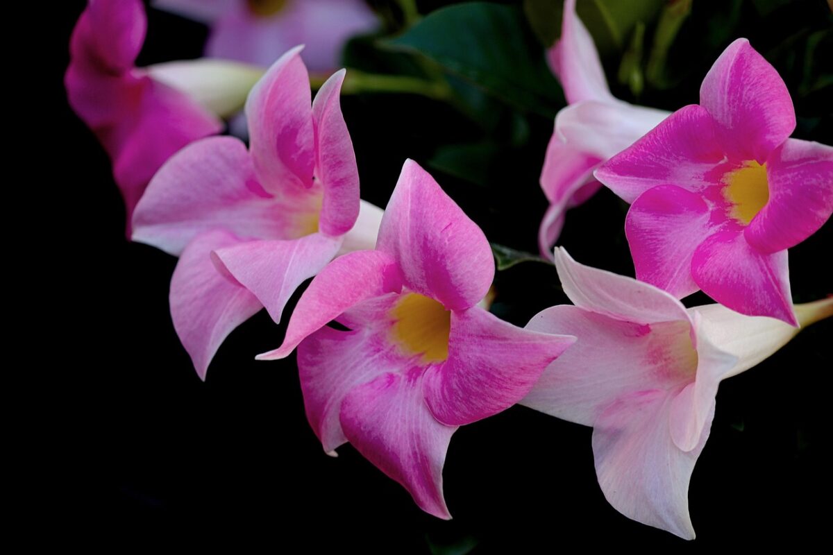 Dipladenia Dipladenia