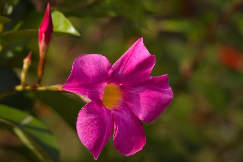 Dipladenia